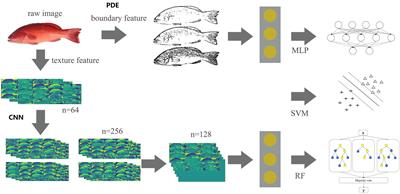 A new non-invasive tagging method for leopard coral grouper (Plectropomus leopardus) using deep convolutional neural networks with PDE-based image decomposition